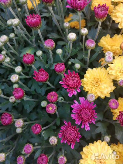 Хризантемы