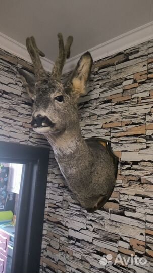 Чучело косули