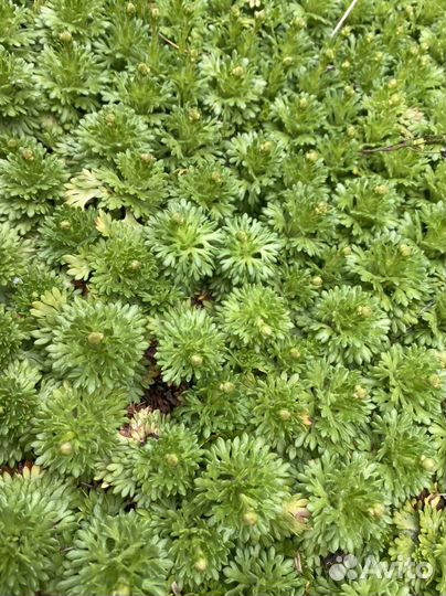 Почвопокровные многолетние растения