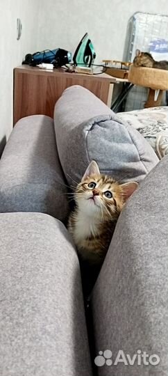 Отдам котят