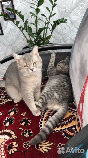 Котята девочки,в добрые руки бесплатно