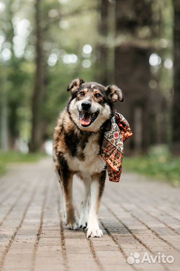 Собака ищет семью