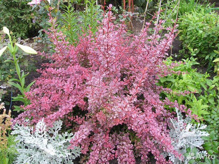 Барбарис арлекин (harlequin)