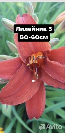 Продам цветы