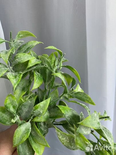 Цветы свадьба арка декор