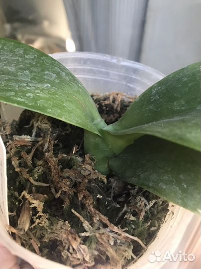 Орхидея коллекционная Friday's Princess фаленопсис