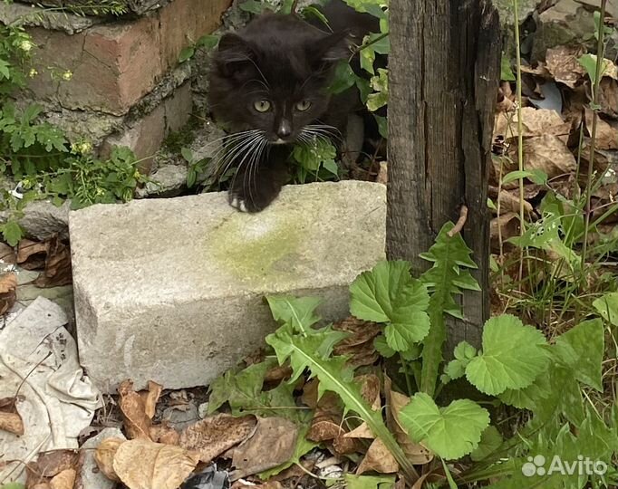 Кошка в дар