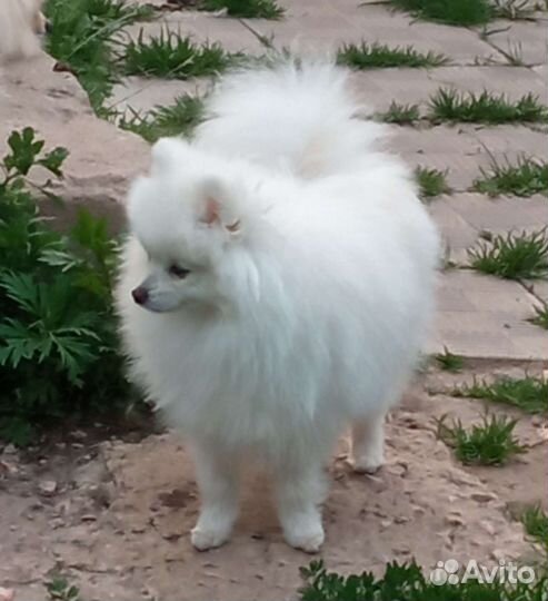 Белый померанский шпиц мальчик