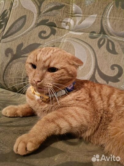 Котик в добрые руки