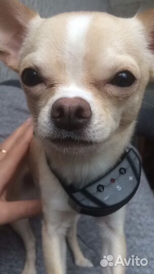 Вязка мальчик