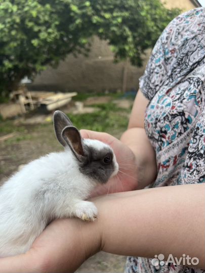 Продаются карликовые кролики