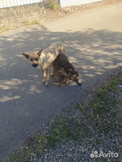 Щенки в добрые руки