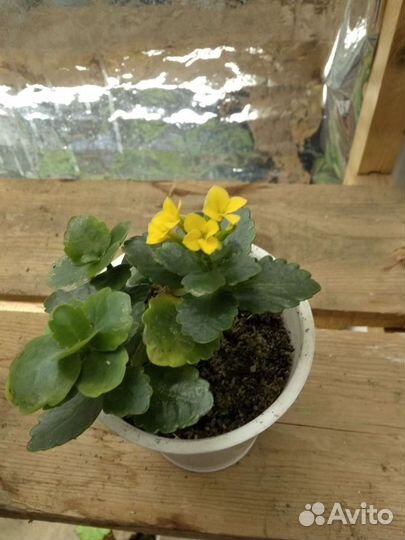 Алоэ, каланхоэ, золотой ус