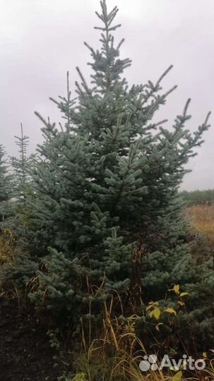 Ель голубая крупномер