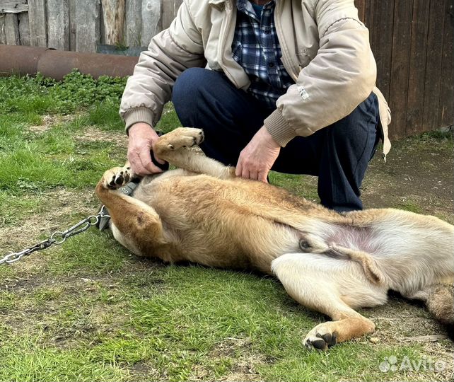 Собака в добрые руки
