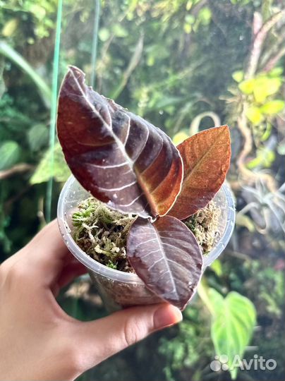 Растения для террариума / флорариума