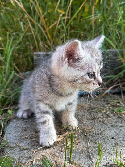 Котята в добрые руки бесплатно