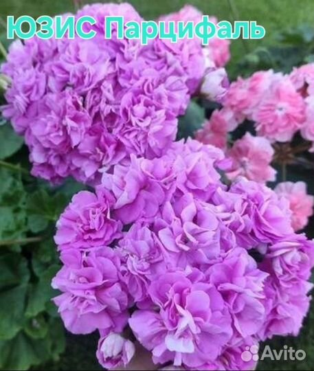 Та Лимончелло Айгуль