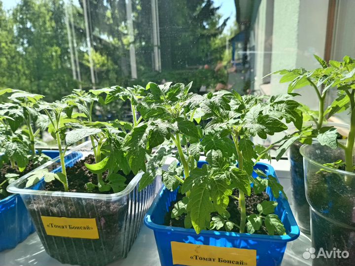 Рассада балконных помидор