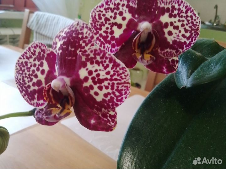 Орхидея фаленопсис Леопард