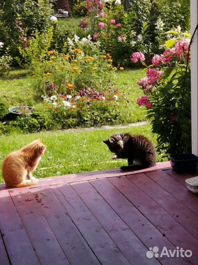 Котята в добрые руки