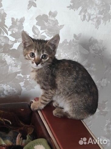 Котенок девочка, 2 мес