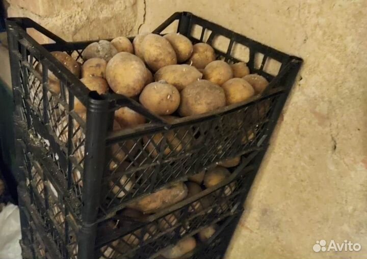 Продам картофель