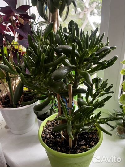 Красула хоббит