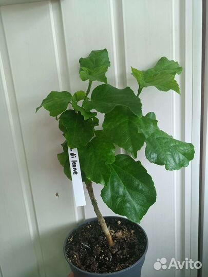 Гибискус Bocca di leone, почтой