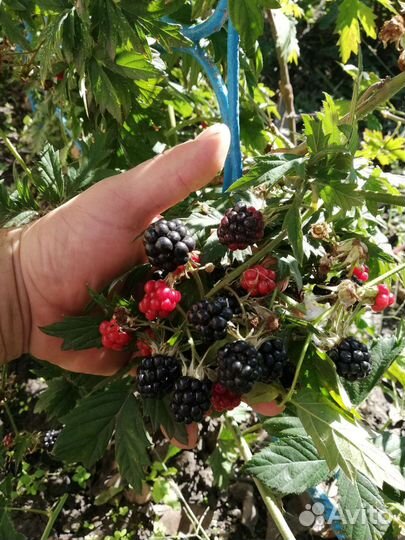 Клубника, ежевика саженцы