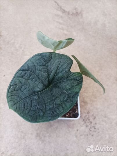 Алоказии, спатифиллум