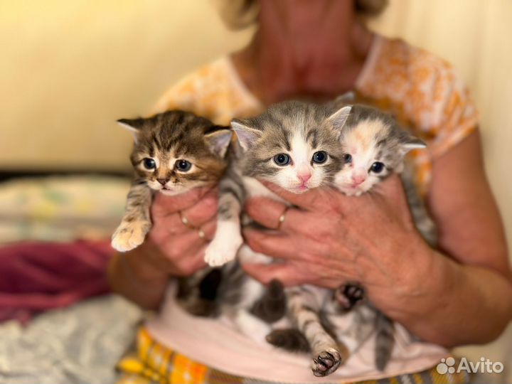 Котята от британской кошечки