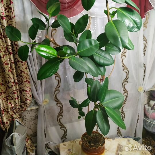 Фикус каучуконосный большой