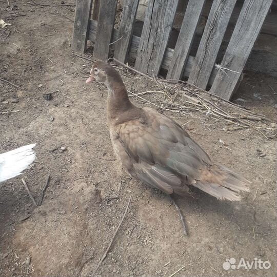 Мускусные утки