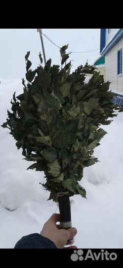 Веники берёза