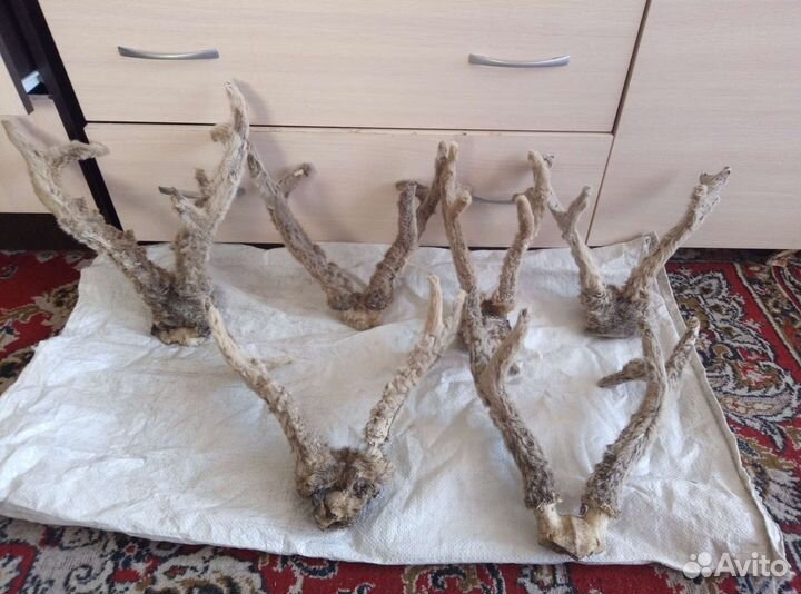 Рога косули на поделки и не только