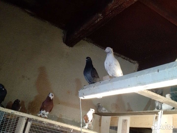 Андижанские голуби