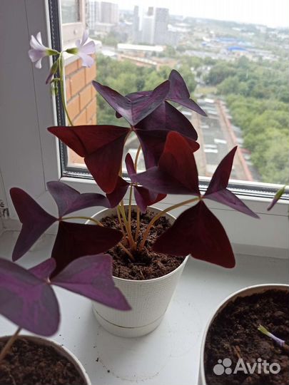 Кислица оксалис