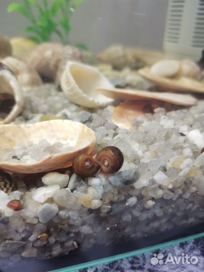 Улитки катушки