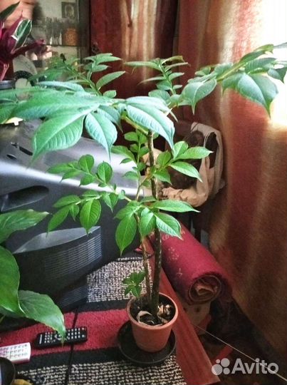 Аморфофаллус