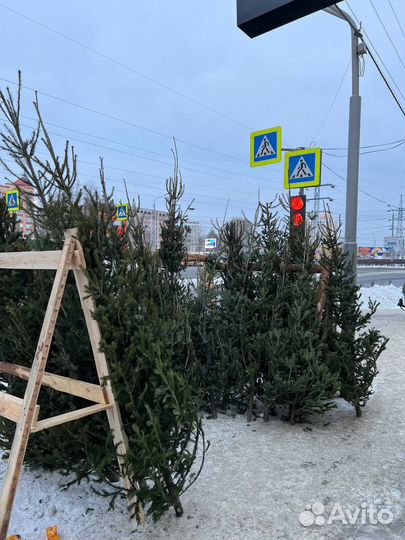 Макушка пихты