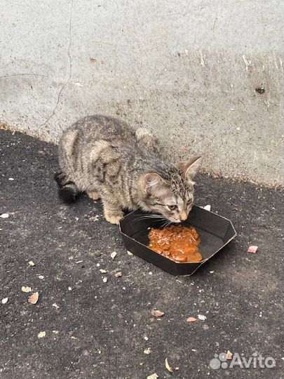 Бездомные котята на Красносельской