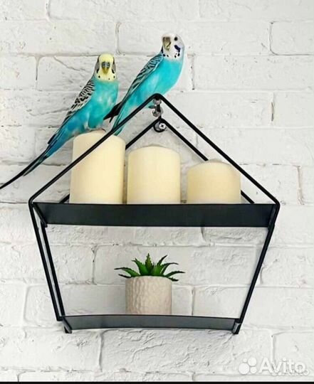 Волнистый попугай