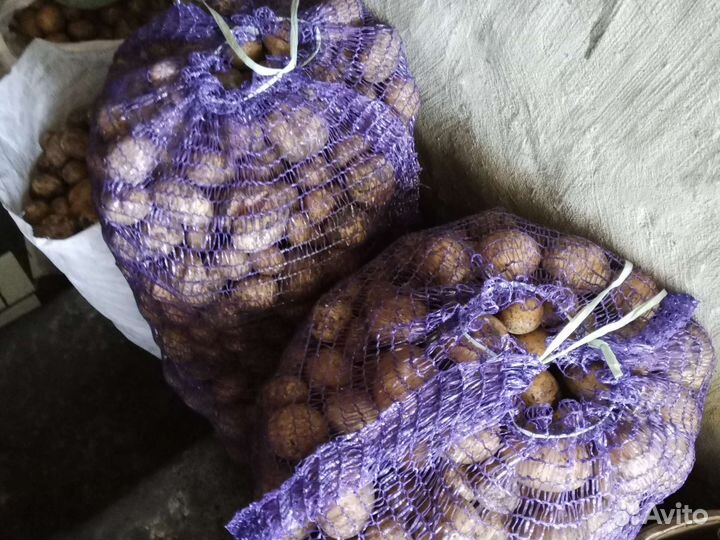 Кактусы разные