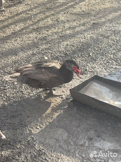 Индоутки крупные