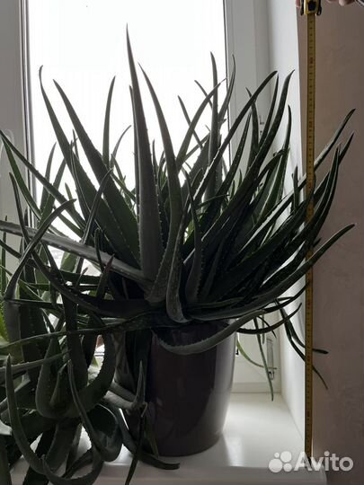 Алоэ Вера 8лет, 70см высота в горшке с автополивом