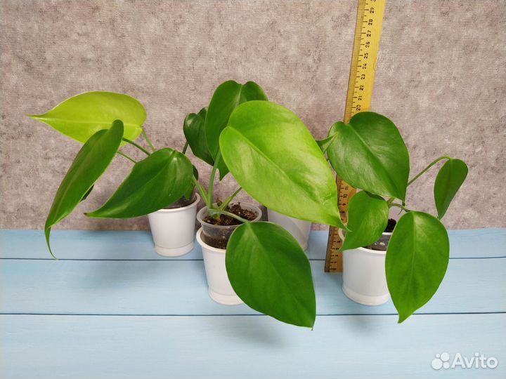 Монстера - Борзига