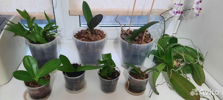 Дендробиум фаленопсис