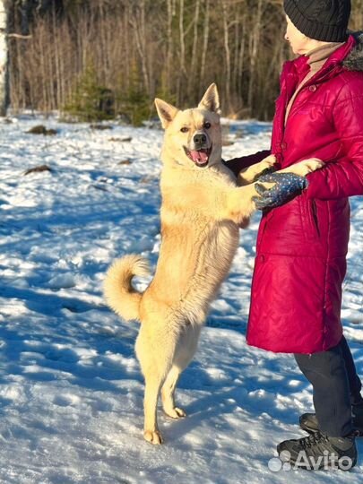 Собака Жан в добрые руки