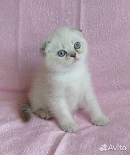 Шотландская вислоухая